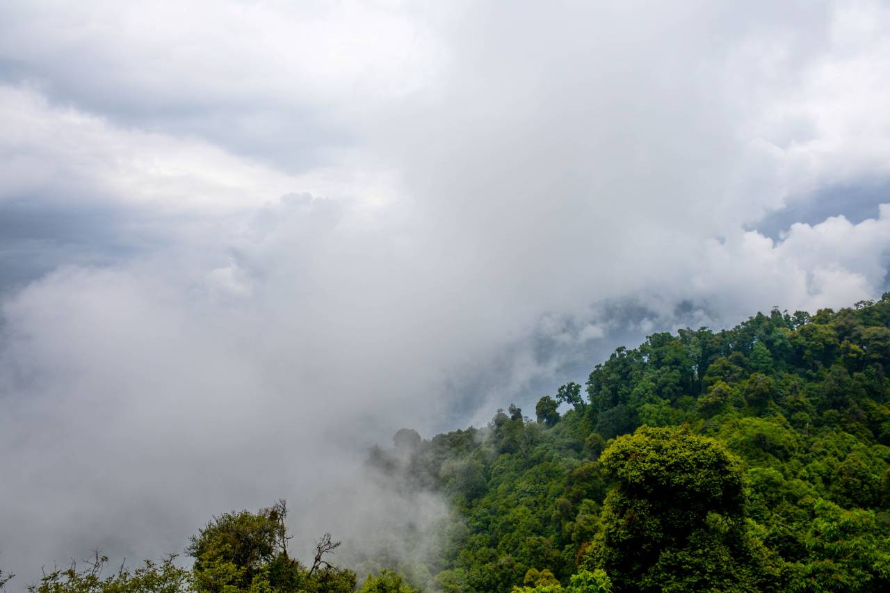naturaleza, paisaje, bosques, bosques, árboles, hojas, verde, nubes, cielo,