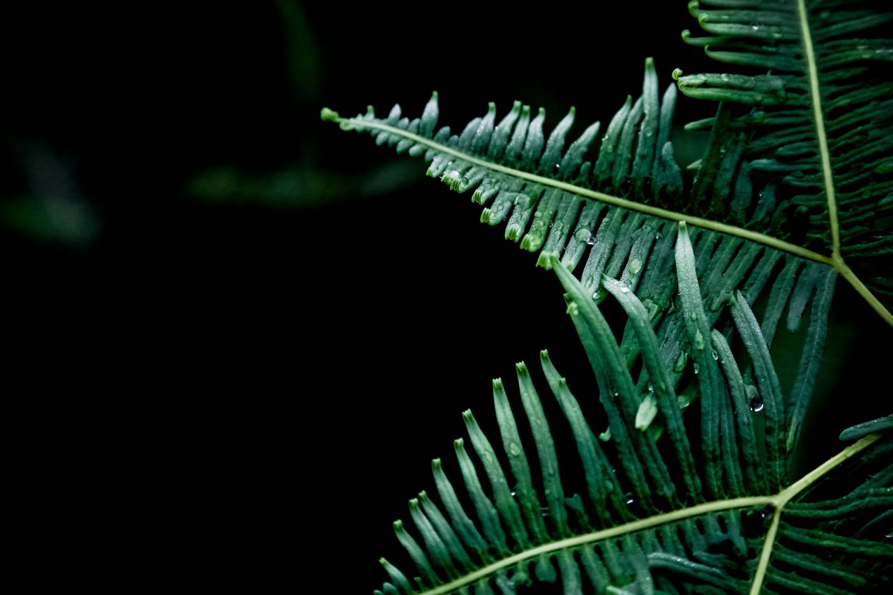 nature, plants, ferns, leaves, stems, veins, patterns, lines, linear, still, bokeh, green
, 