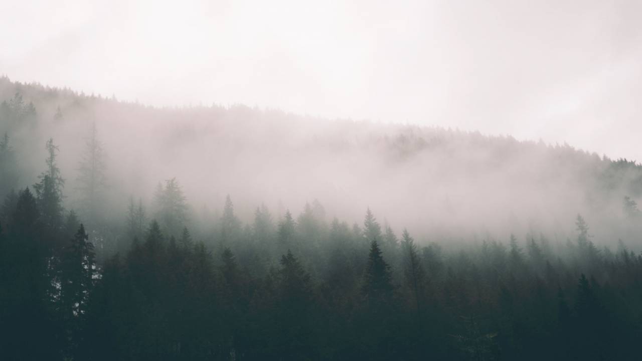 nature, trees, forest, woods, smoke, fog, haze
, 