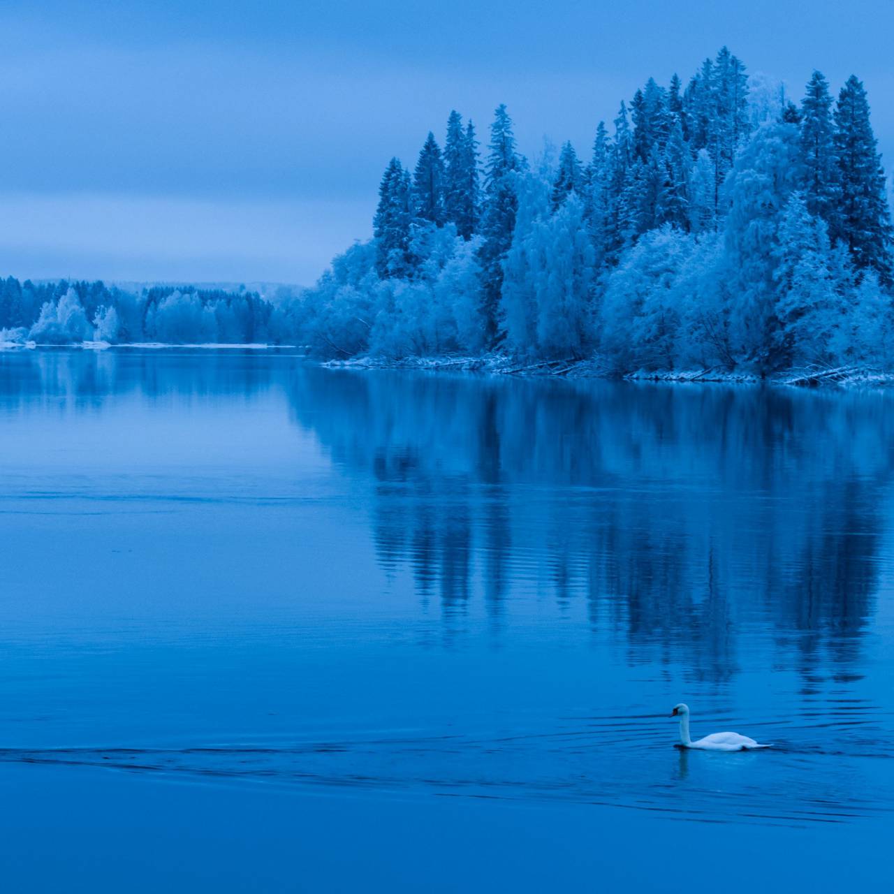 invierno;lago;fondo,naturaleza,agua,azul,al aire libre,paisaje,animal,reflexión,la belleza de la naturaleza,bosque,árbol,escena tranquila,estanque,