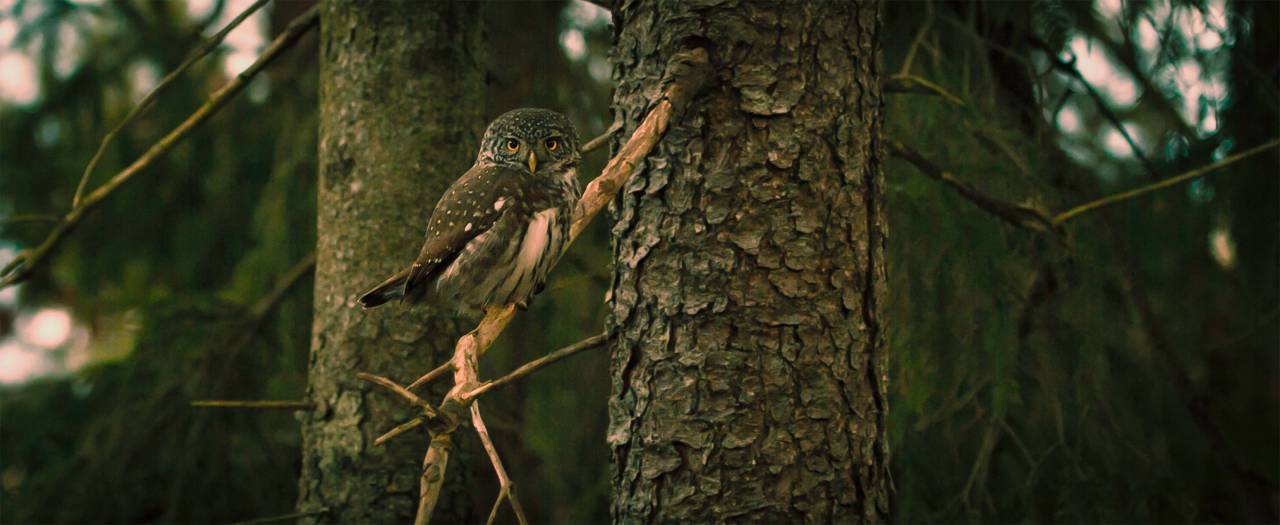Búho, pájaros, animales, mascotas, vida silvestre, madera, árboles, plantas, bosques,
