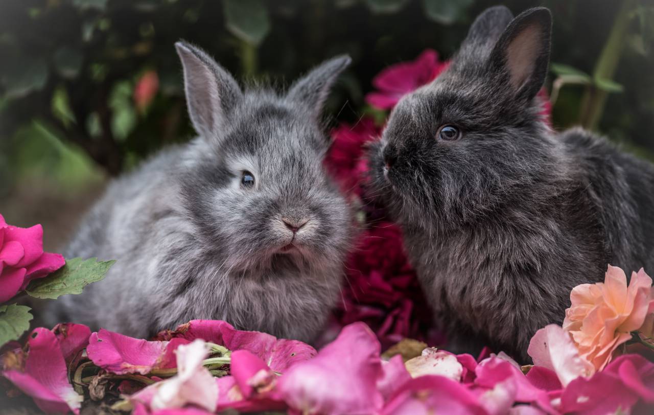 rabbit, pet, animal, flowers, outside, trees, plants, nature
, 