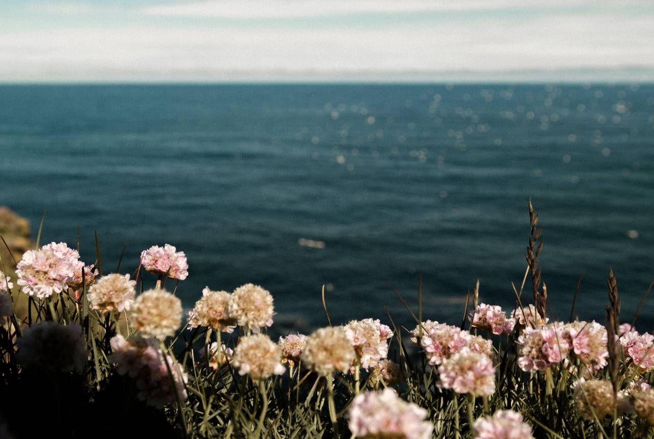 Mar, océano, azul, agua, naturaleza, flor, horizonte, nube, cielo, al aire libre,
