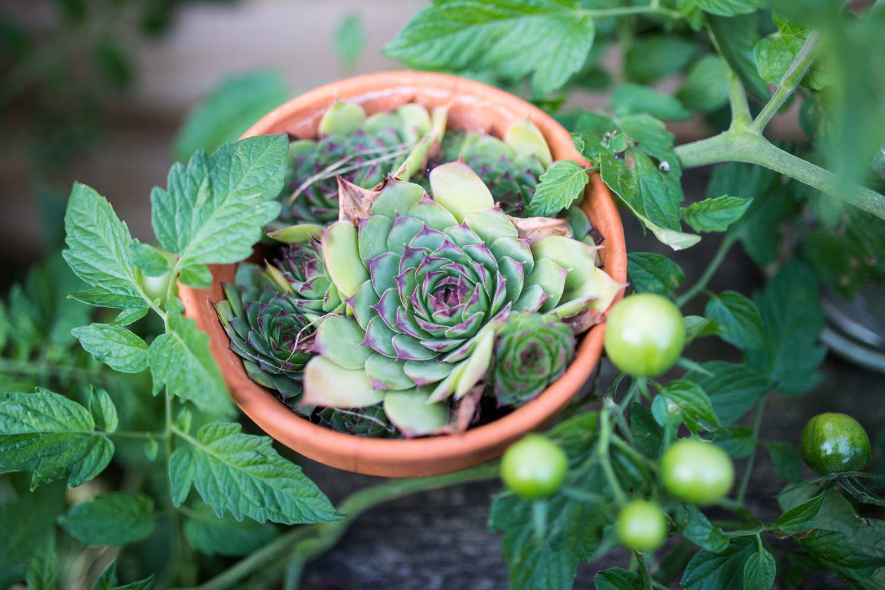tomato, fruit, vegetable, plant, food, fresh, garden, field, farm, flowerpot, outdoor, nature
, 