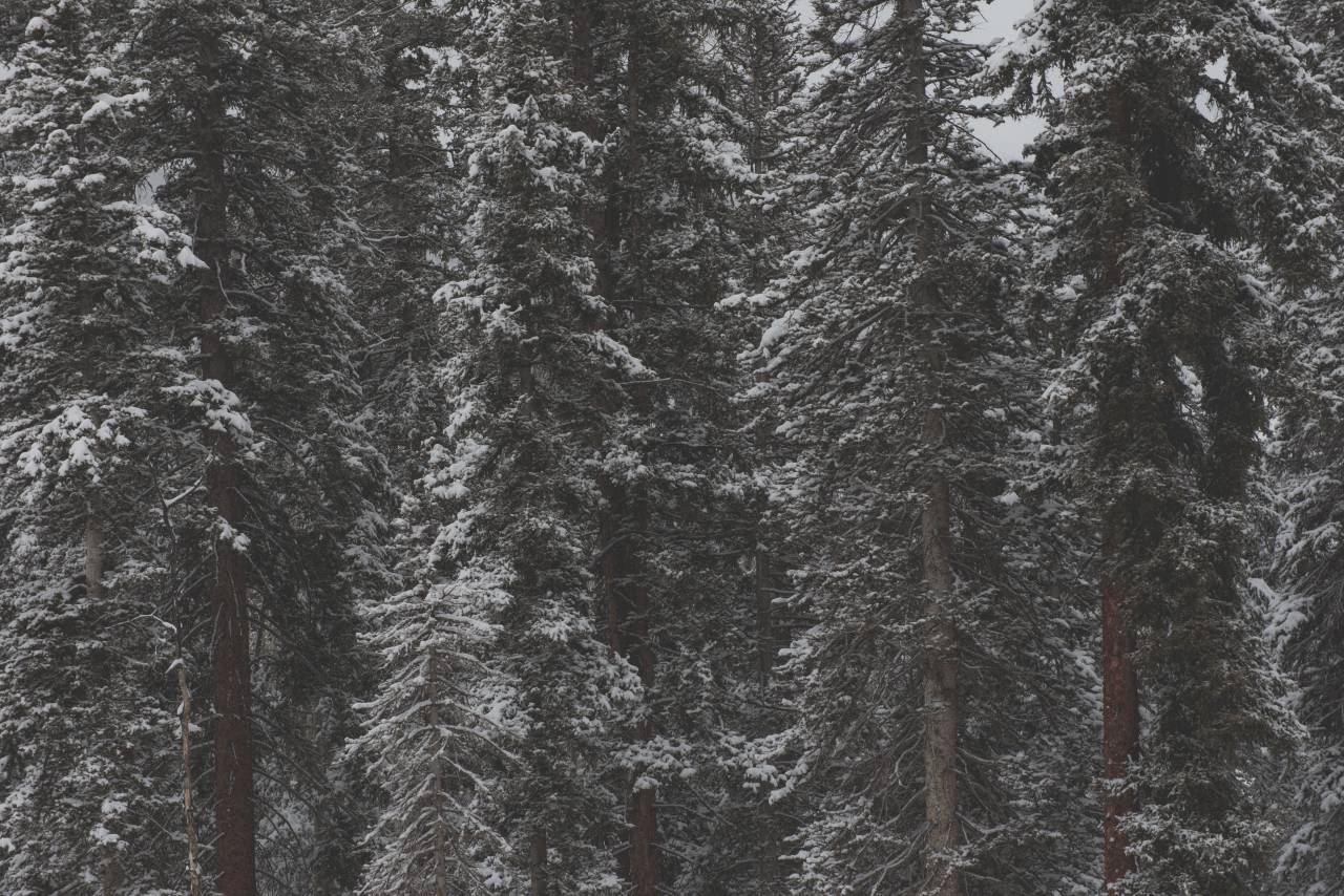 Árboles, verde, bosque, bosques, nieve, frío, clima, blanco, marrón,