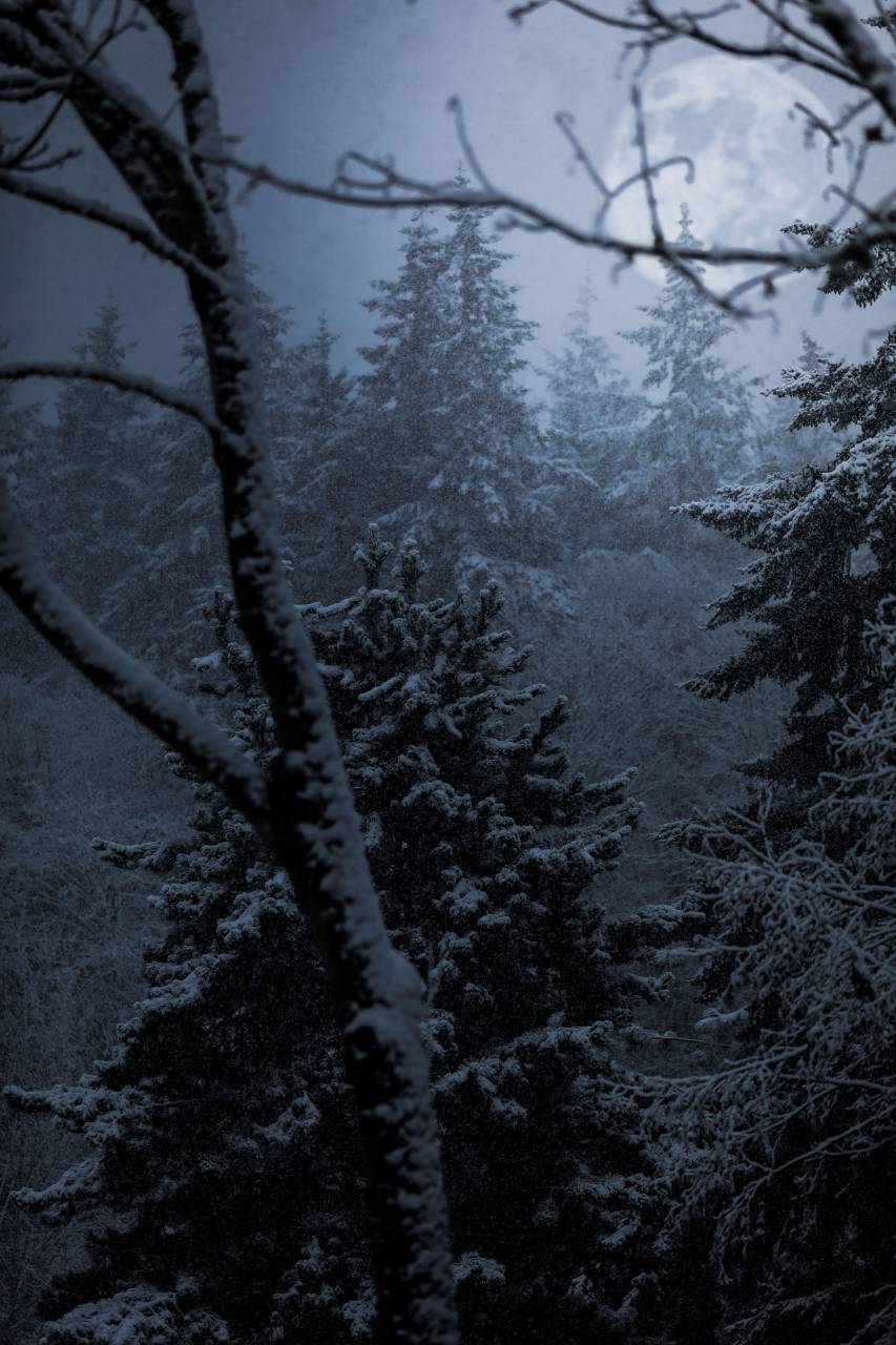 Árboles, plantas, bosques, niebla, frío, clima, nieve, invierno,