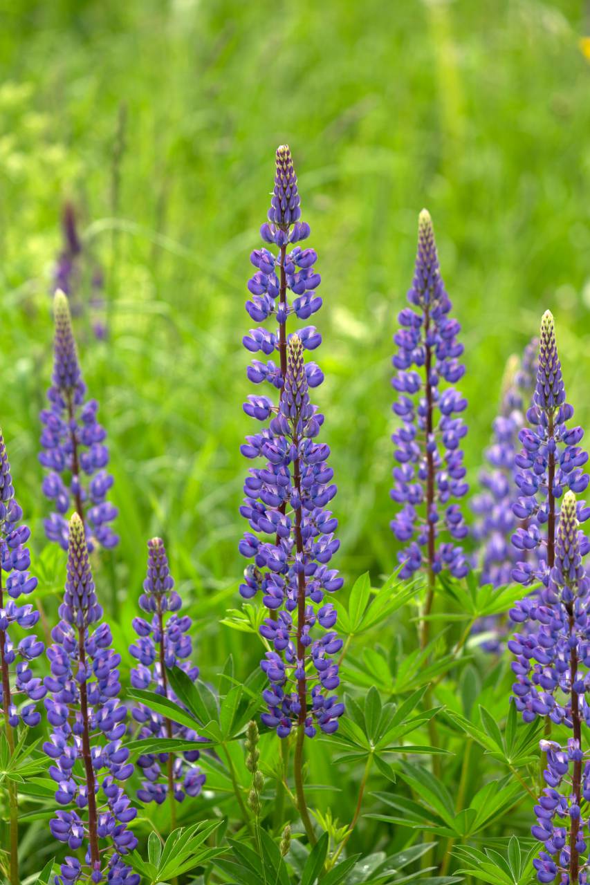 wild, lupine, flowers, garden, fresh, bloom, blossom, nature, organic, beautiful, purple, green, grass, botany, bouquet, spring, environment, field, foliage, plant, wildflower
, 