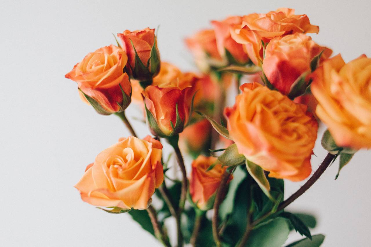 Amarillo, rosas, flores, pétalos, hojas, naturaleza, flora, desenfoque,