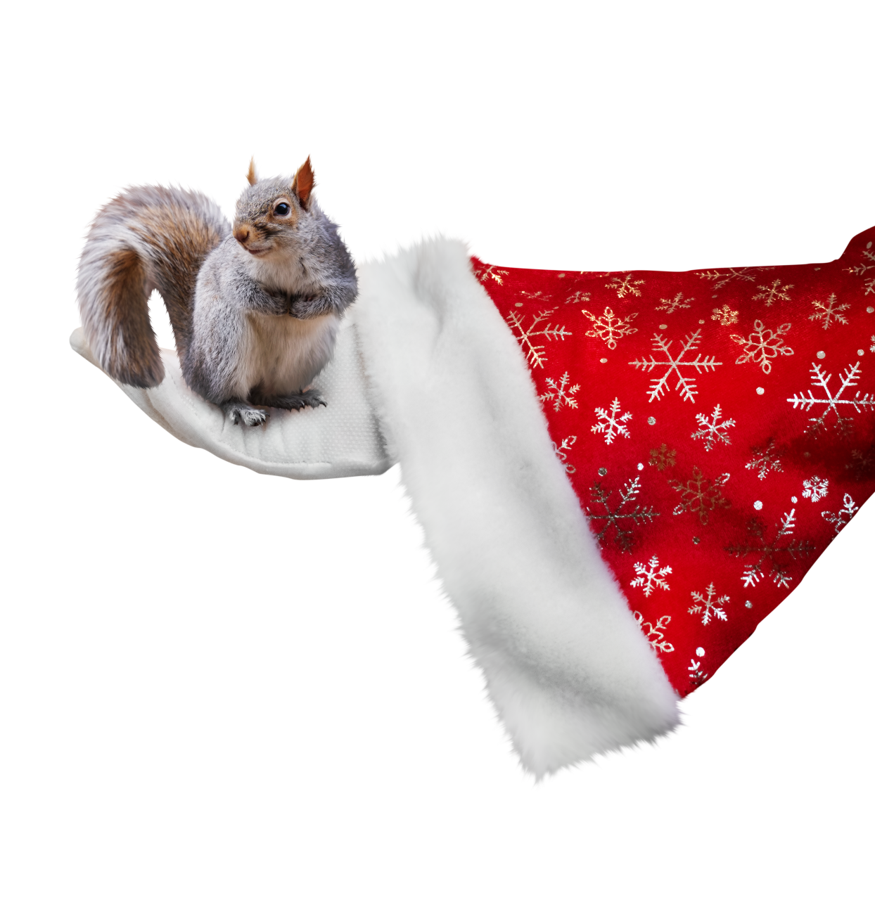  santa hand,christmas,overlay,png,animal,cute,pets,fur,kitten,domestic cat,humor,isolated,feline,mammal