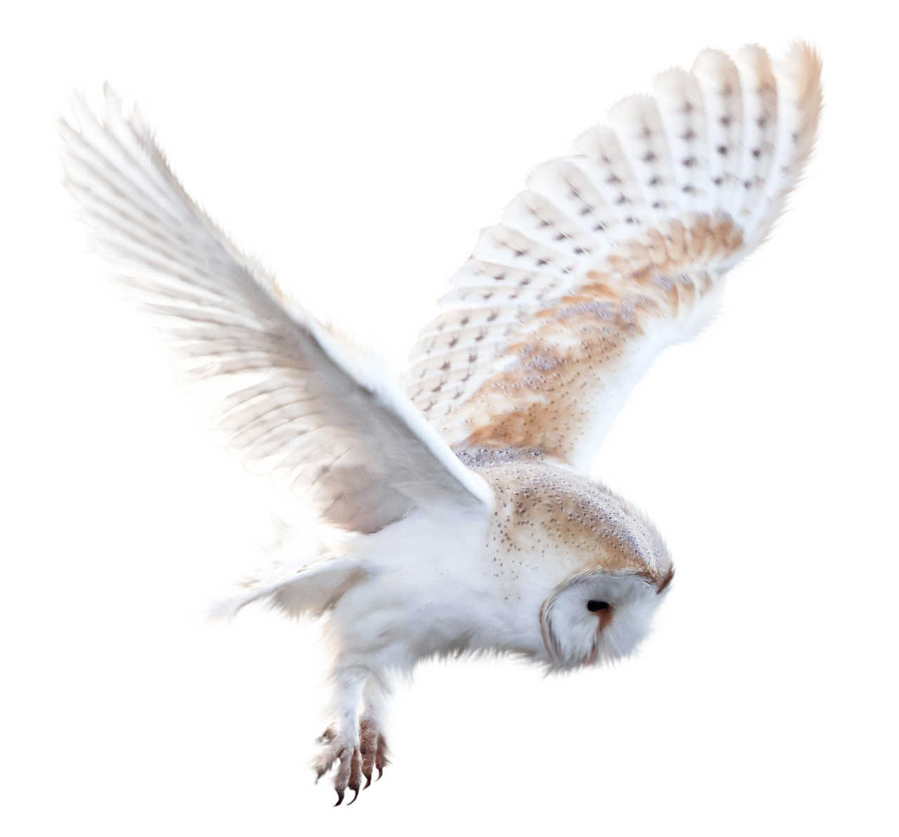  owl,overlay,png,animal,feather,nature,beak,animals in the wild,flying,close-up,one animal,seagull