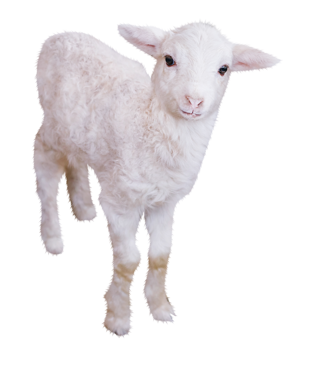  christmas,overlay,png,animal,farm,cute,livestock,mammal,agriculture,young animal,nature,grass,domestic animals,rural scene,outdoors,wool,meadow,looking,small,pets,close-up,lamb,pasture,fur,isolated