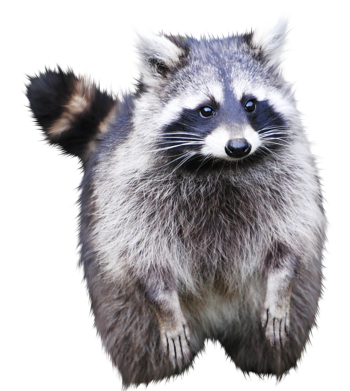  raccoon,overlay,png,animal,cute,mammal,small,nature,pets,looking,fur,one animal,close-up,isolated,young animal