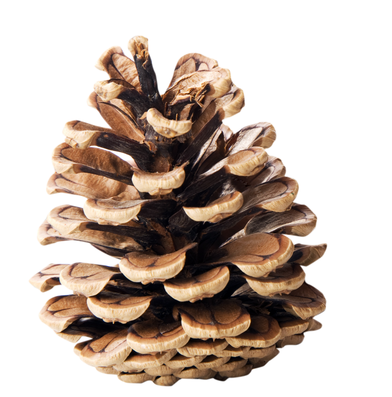  christmas,overlay,png,nature,close-up,wood,material
