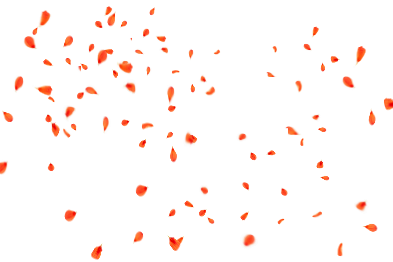  Flower Petals Background,Overlay,PNG,backgrounds,abstract,illustration,pattern,vector,multi colored,design,backdrop,creativity,computer graphic,decoration,shape