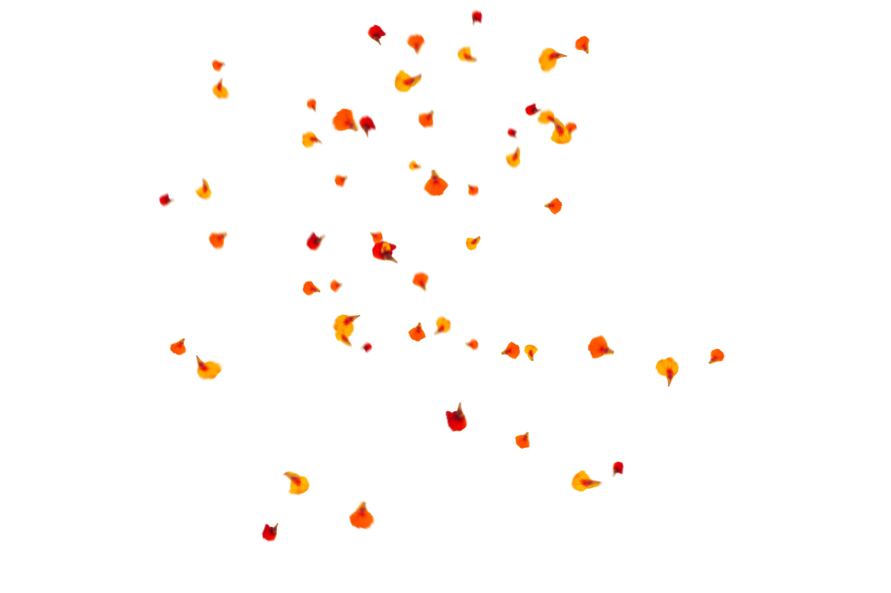  Flower Petals Background,Overlay,PNG,backgrounds,illustration,vector,decoration,design,abstract,multi colored,pattern