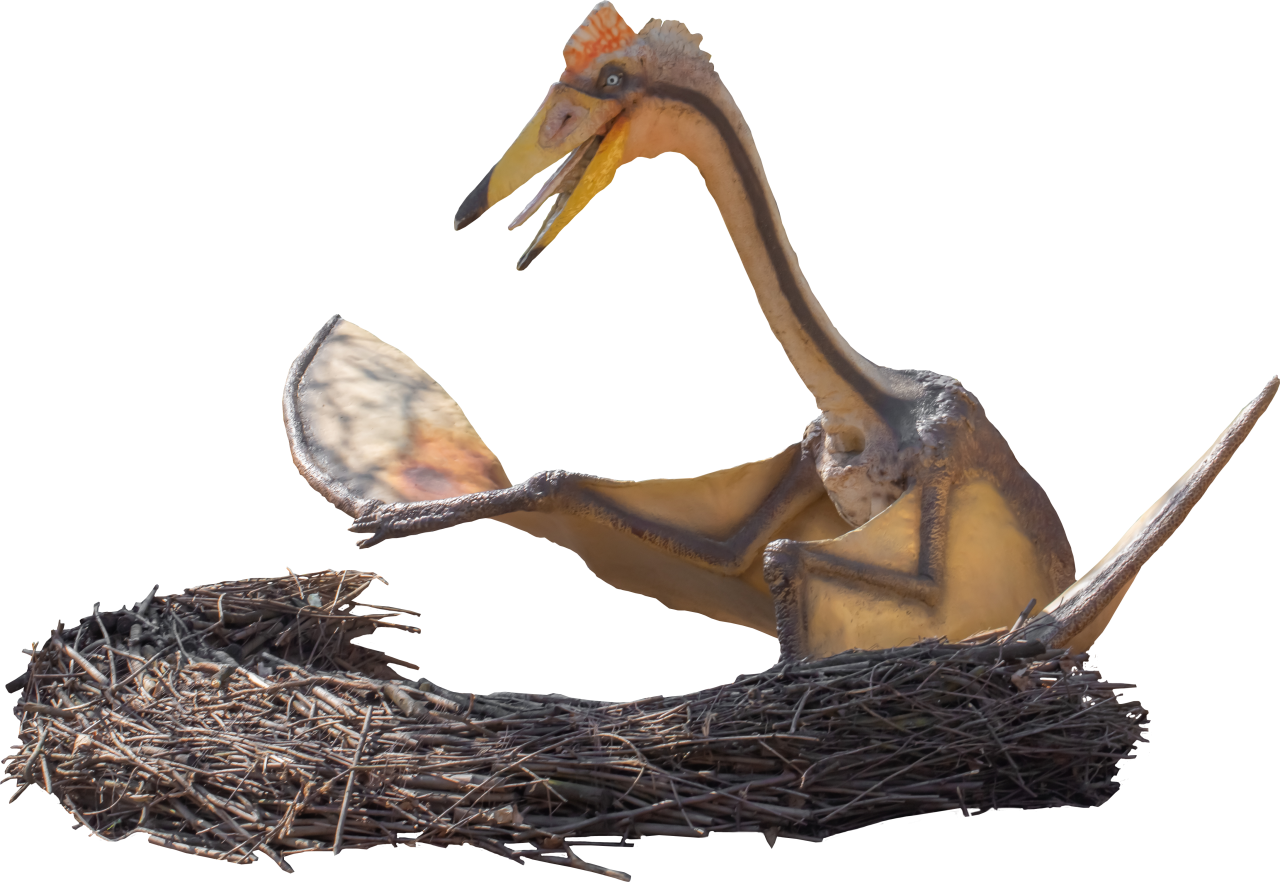  Dinosaur,Overlay,PNG,nature,animal,Pterodáctilo,Reptil,nest,