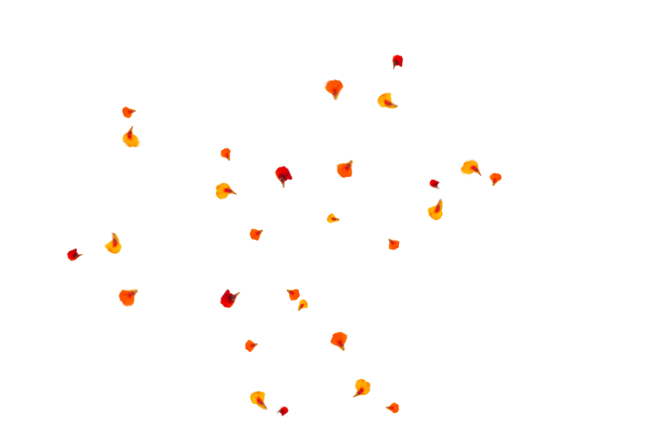 Fundo de pétalas de flores,Sobreposição,PNG,ilustração,multicolorido,planos de fundo,vetor,criatividade,resumo
