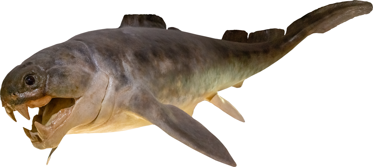  Dinosaur,Overlay,PNG,animal,fish,nature,animals in the wild,seafood,isolated
