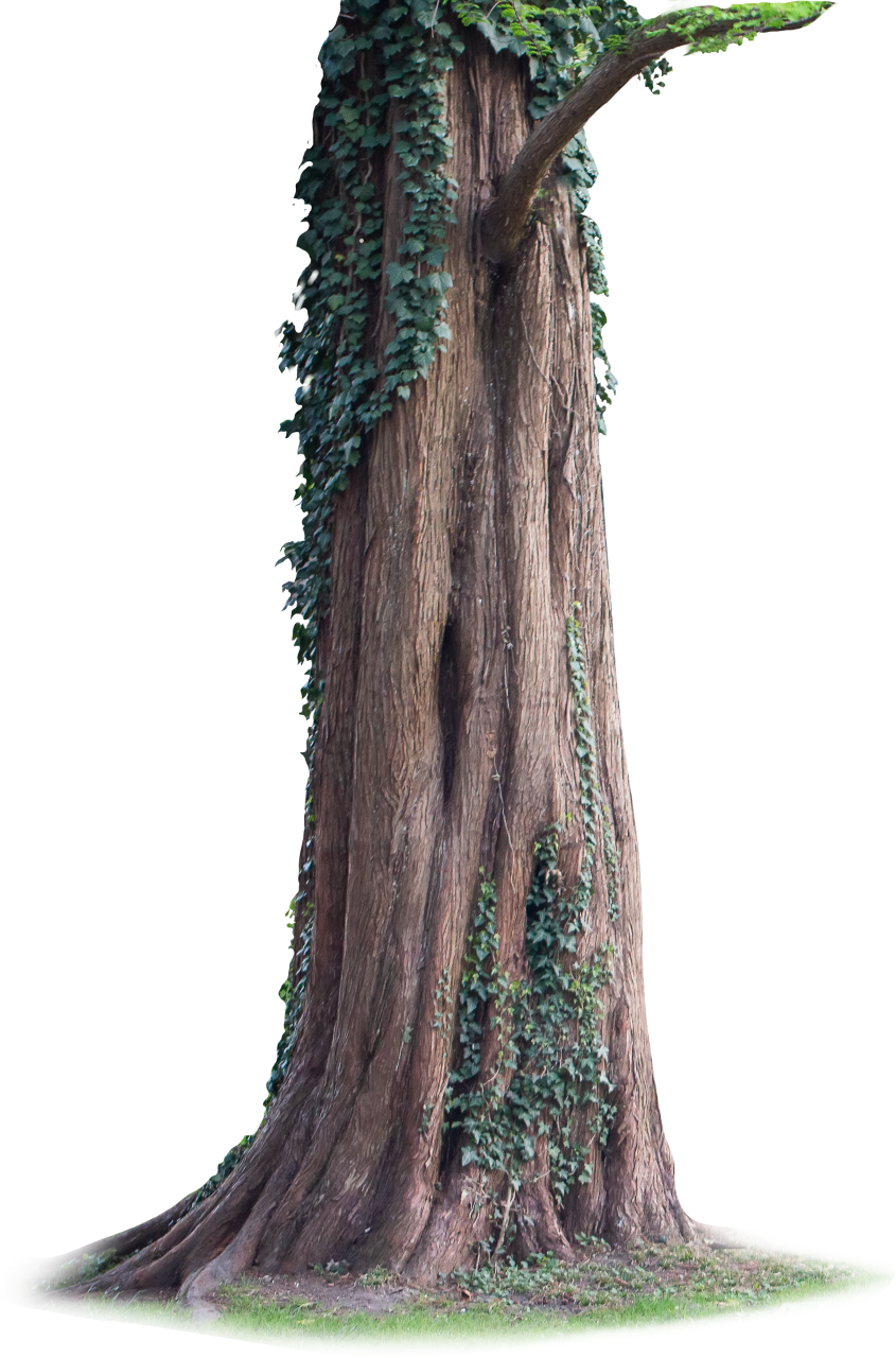  Tree Trunk, Clipart, Overlay, PNG, Isolated, white background, nature, old, object, trunk, wood, hole