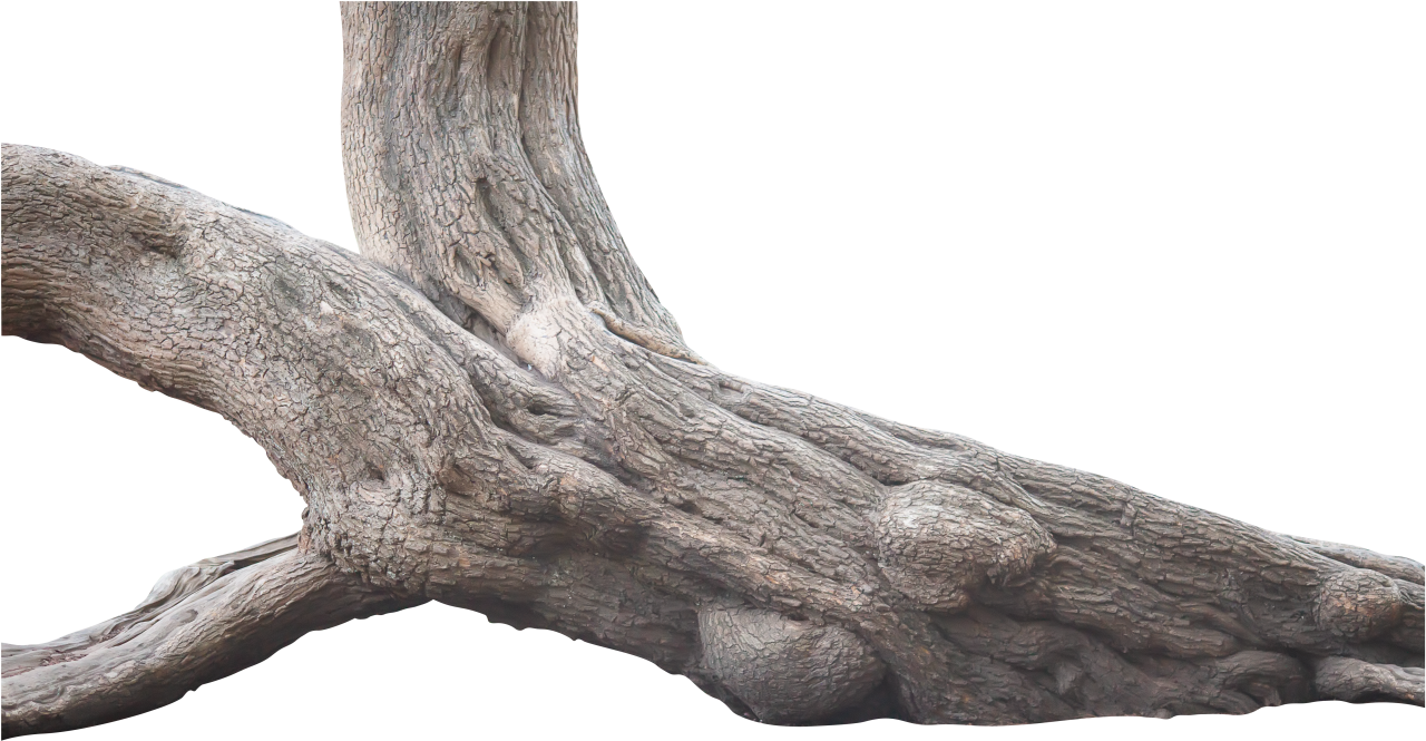  Tree Trunk, Clipart, Overlay, PNG, Isolated, white background, nature, old, object, trunk, wood