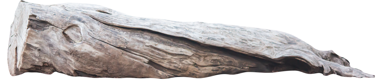  Tree Trunk, Clipart, Overlay, PNG, Isolated, white background, nature, old, object, trunk, wood