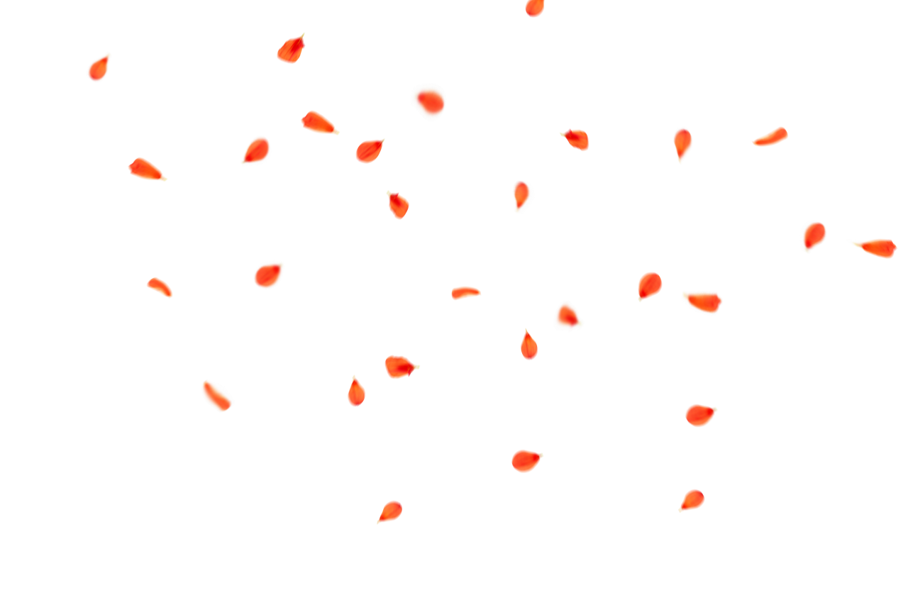  Flower Petals Background,Overlay,PNG,backgrounds,illustration,vector,design,pattern,abstract,decoration,symbol