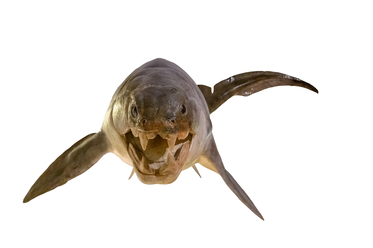  Dinosaur,Overlay,PNG,animal,fish,nature,isolated