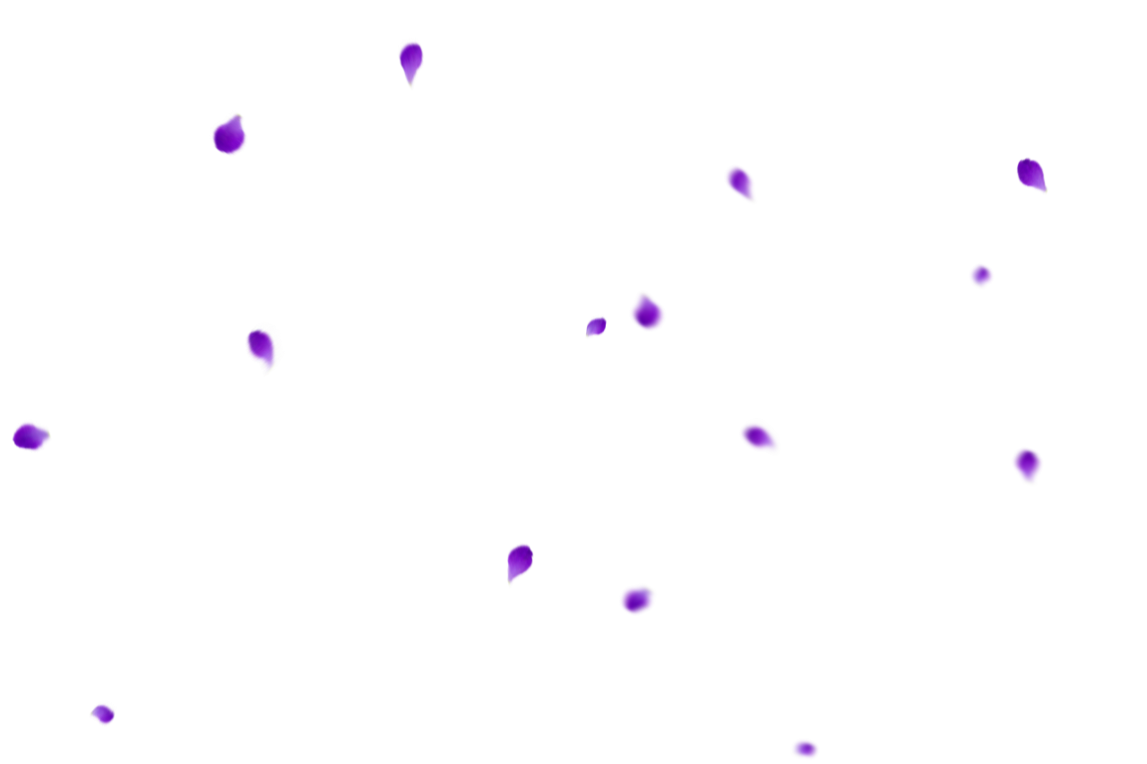  Flower Petals Background,Overlay,PNG,illustration,vector,design,backgrounds,multi colored,abstract,purple