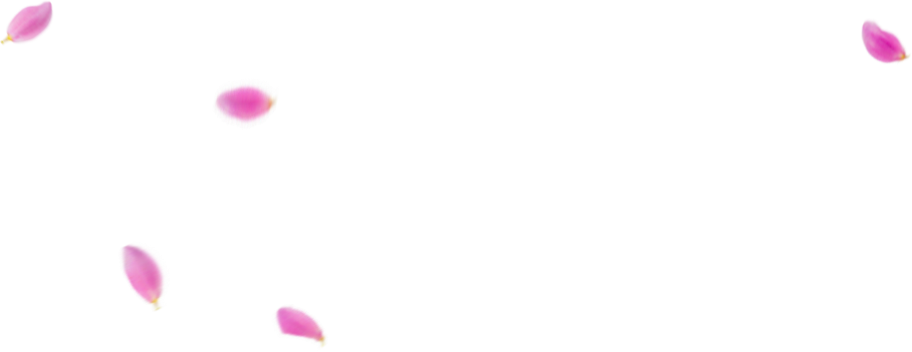 Fundo de pétalas de flores,Sobreposição,PNG,ilustração,vetor,planos de fundo,design