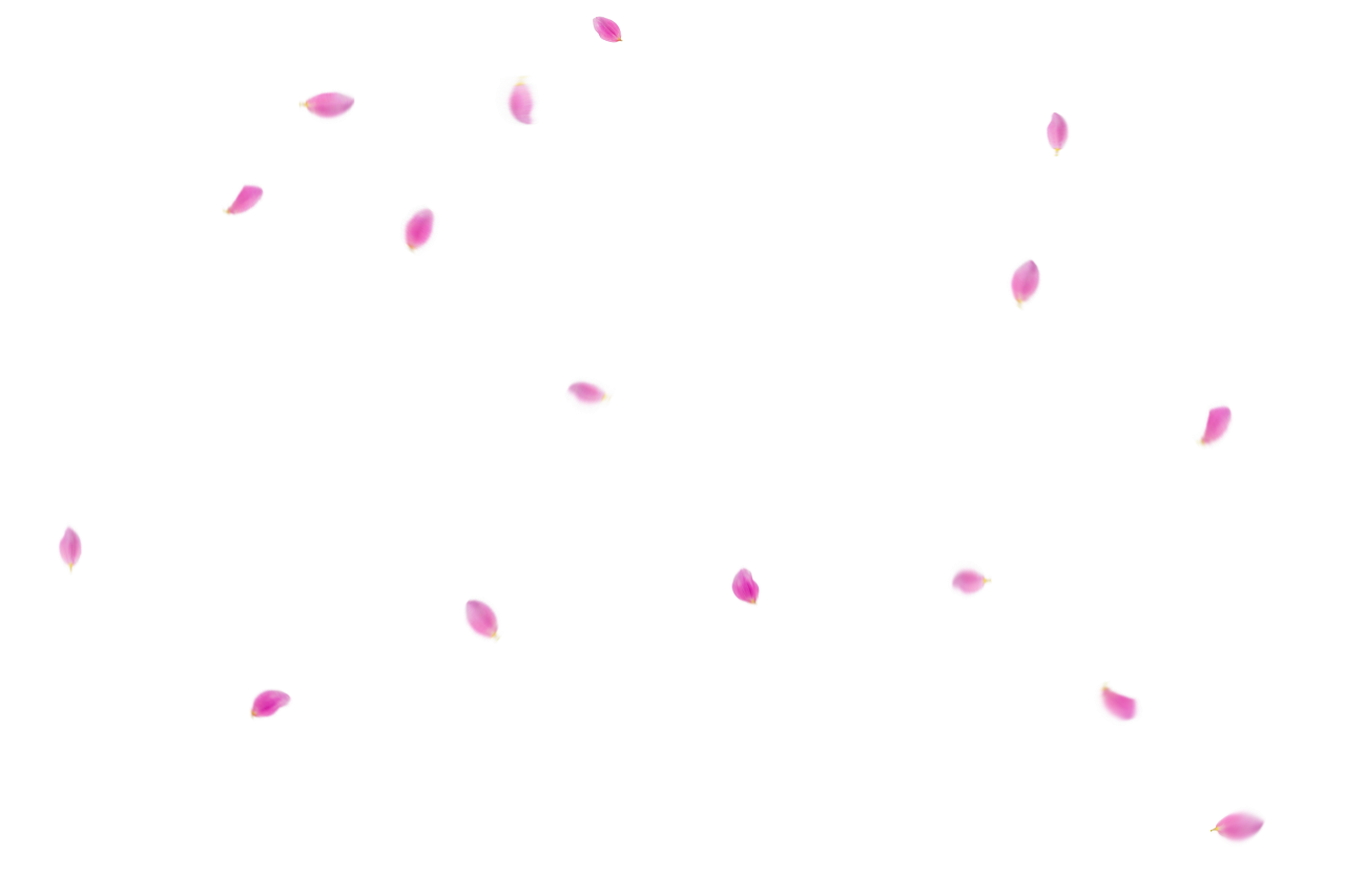  Flower Petals Background,Overlay,PNG,illustration,vector,design,backgrounds,abstract,collection
