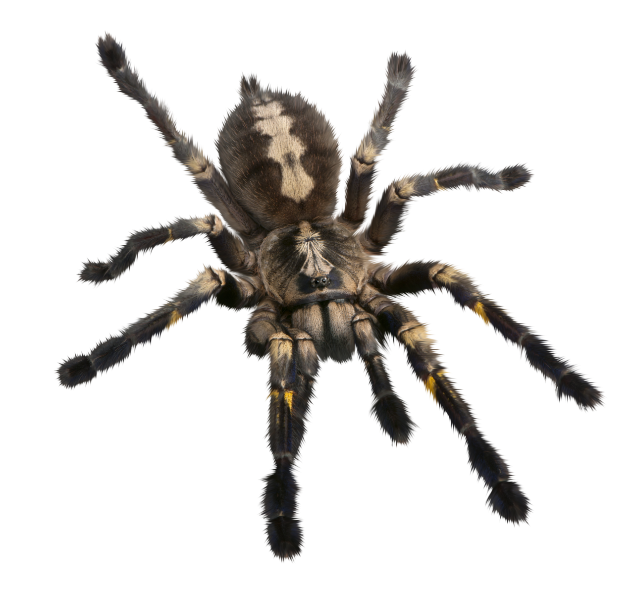  Spider, Clipart, Overlay, PNG, Isolated, white background, nature, insect, arachnid, one animal, tarantula, halloween