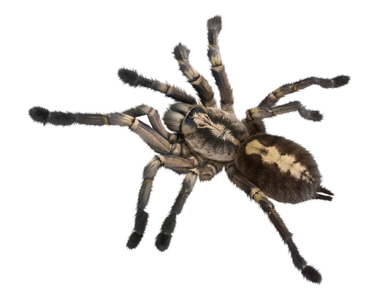  Spider, Clipart, Overlay, PNG, Isolated, white background, nature, insect, arachnid, one animal, tarantula, halloween