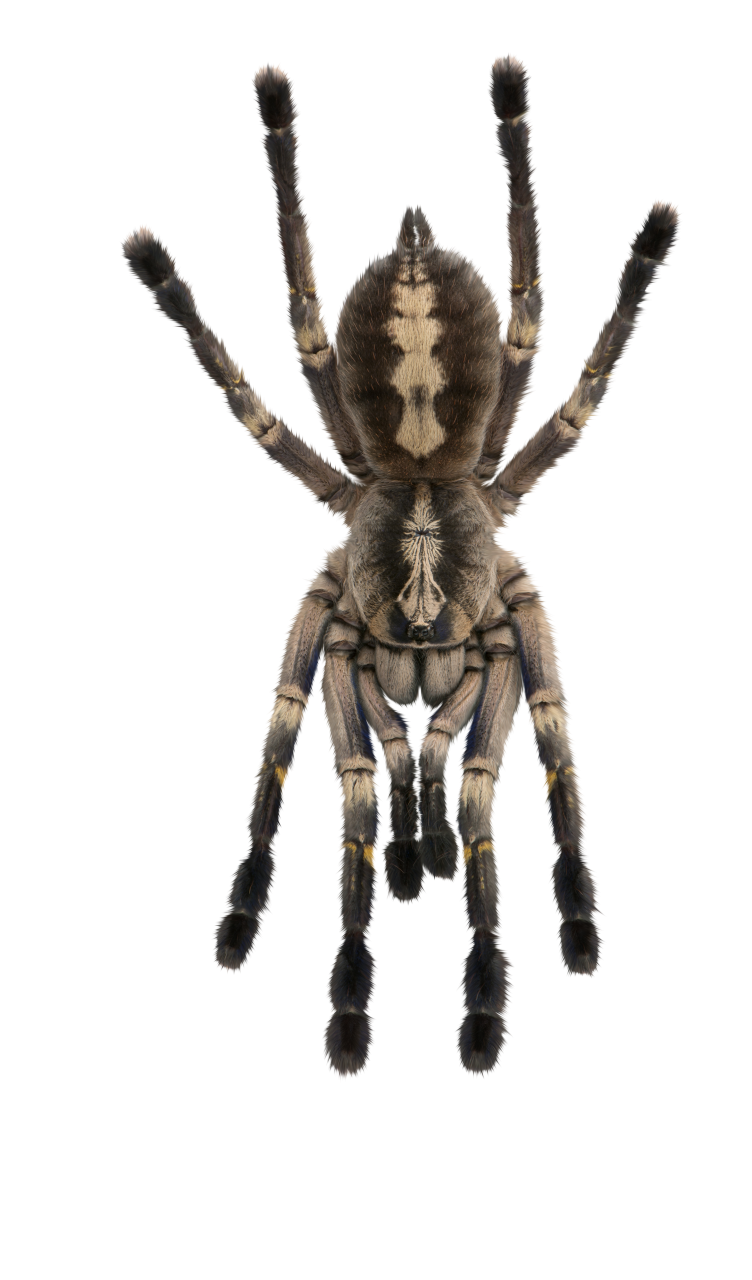  Spider, Clipart, Overlay, PNG, Isolated, white background, nature, insect, arachnid, one animal, tarantula, halloween