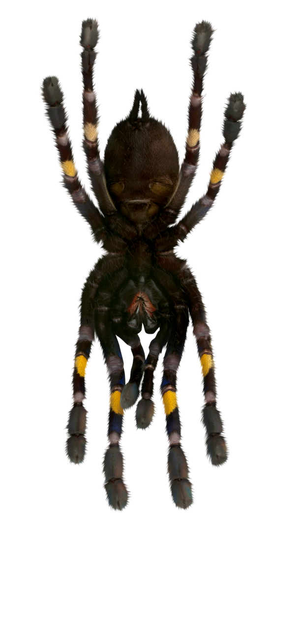  Spider, Clipart, Overlay, PNG, Isolated, white background, nature, insect, arachnid, one animal, tarantula, halloween