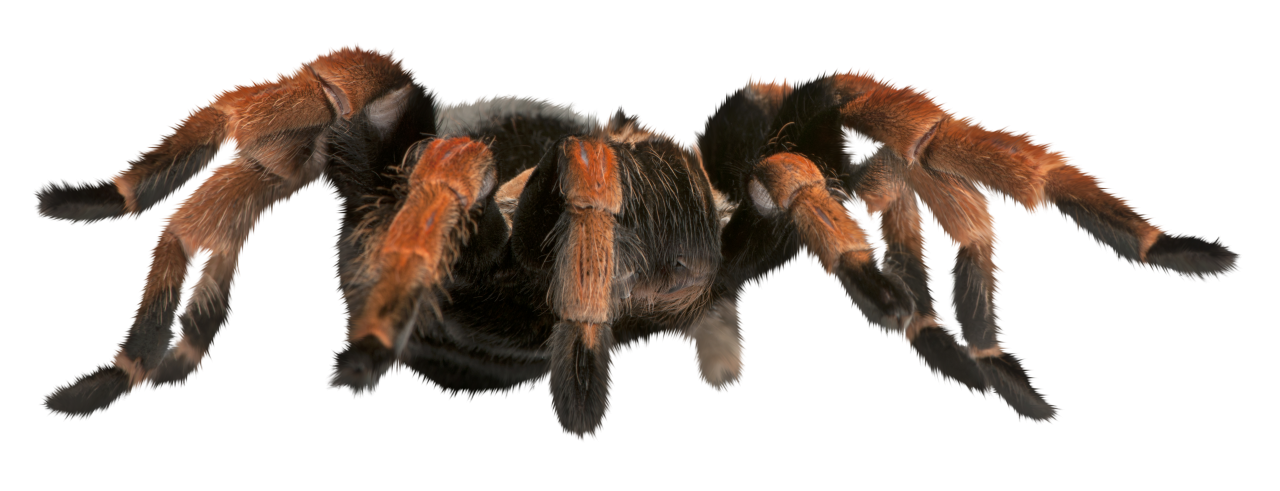  Spider, Clipart, Overlay, PNG, Isolated, white background, nature, insect, arachnid, one animal, tarantula, halloween