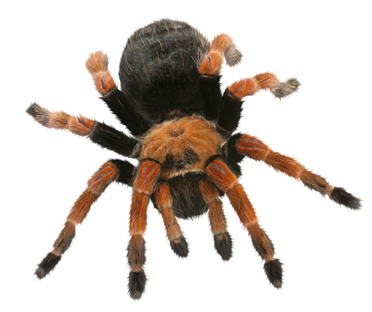  Spider, Clipart, Overlay, PNG, Isolated, white background, nature, insect, arachnid, one animal, tarantula, halloween
