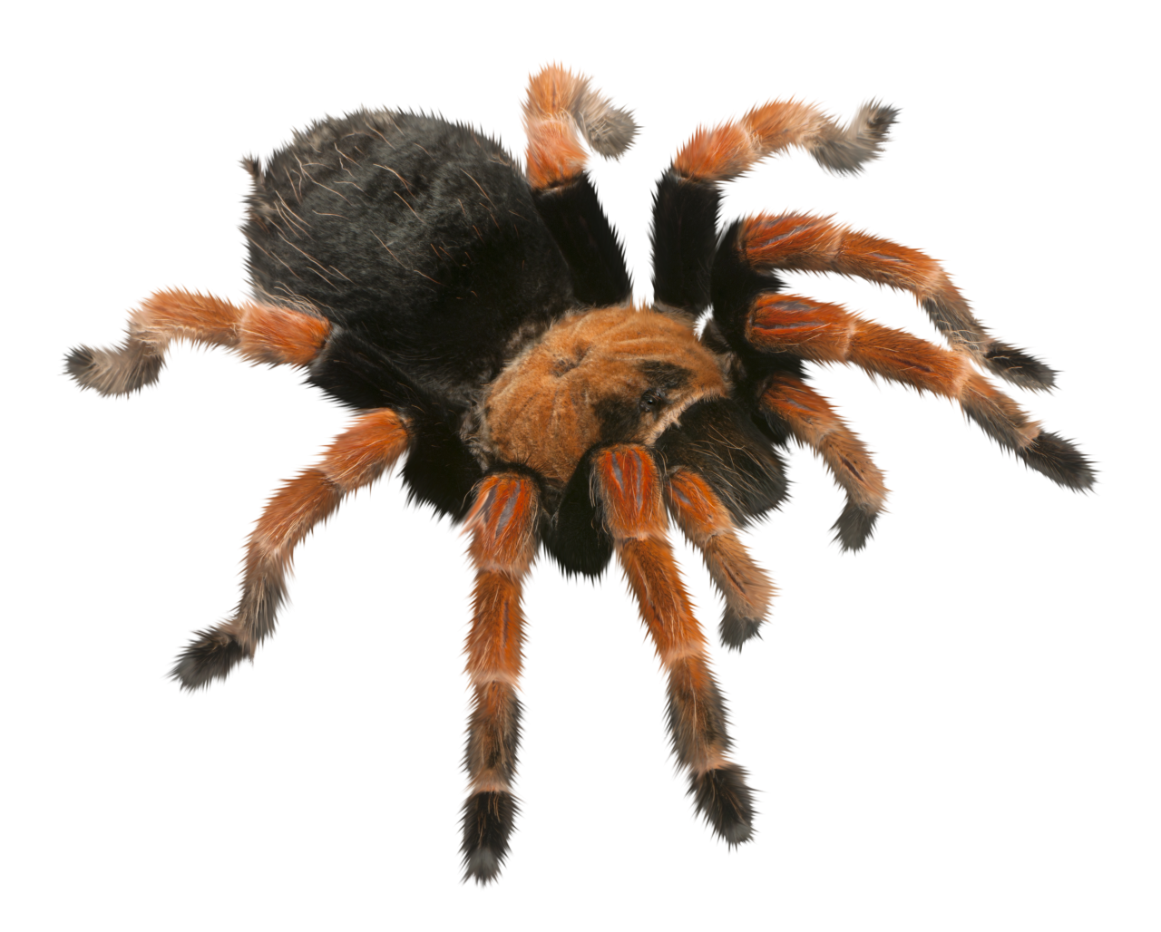 Spider, Clipart, Overlay, PNG, Isolated, white background, nature, insect, arachnid, one animal, tarantula, halloween