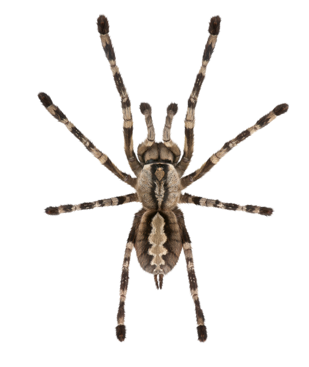  Spider, Clipart, Overlay, PNG, Isolated, white background, nature, insect, arachnid, one animal, tarantula, halloween