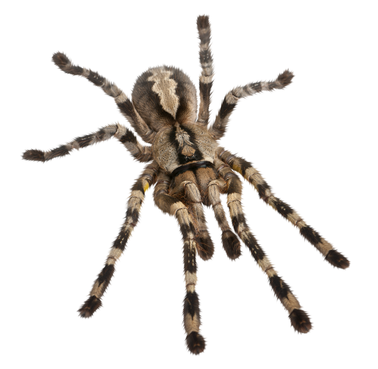  Spider, Clipart, Overlay, PNG, Isolated, white background, nature, insect, arachnid, one animal, tarantula, halloween