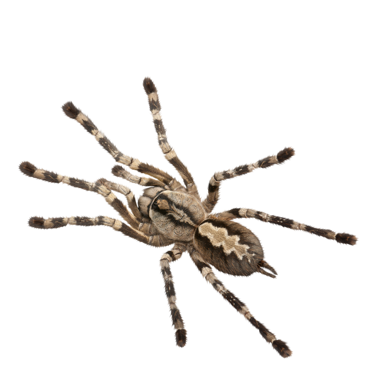  Spider, Clipart, Overlay, PNG, Isolated, white background, nature, insect, arachnid, one animal, tarantula, halloween