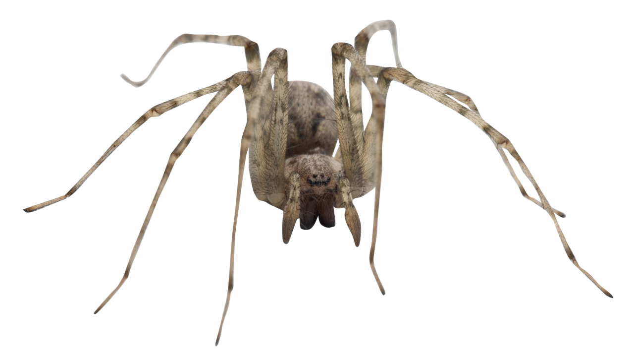  Spider, Clipart, Overlay, PNG, Isolated, white background, nature, insect, arachnid, one animal, tarantula, halloween