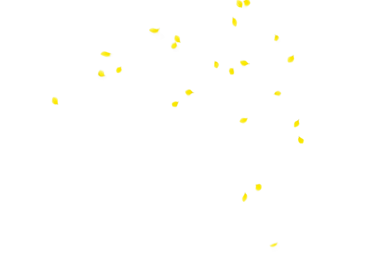 Fundo de pétalas de flores,Sobreposição,PNG,vetor,ilustração,planos de fundo,design
