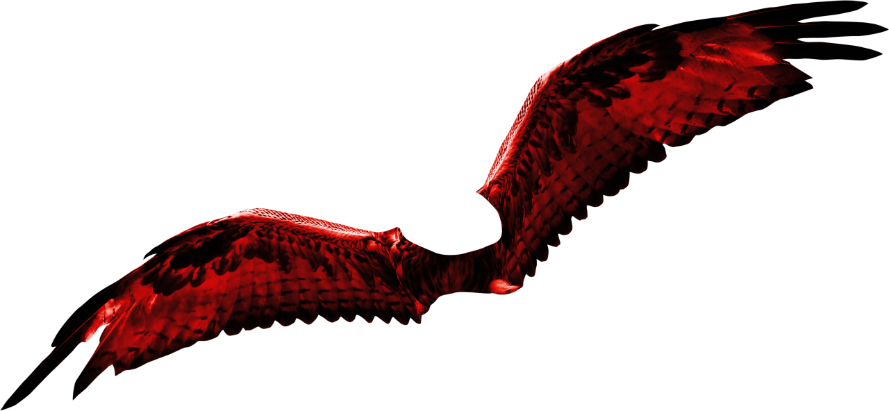  wings, Clipart, Overlay, PNG, Isolated, white background, wing, decoration, fly, decorative, mask, element, animal, detail, angel, fantastic, enchant, eagle