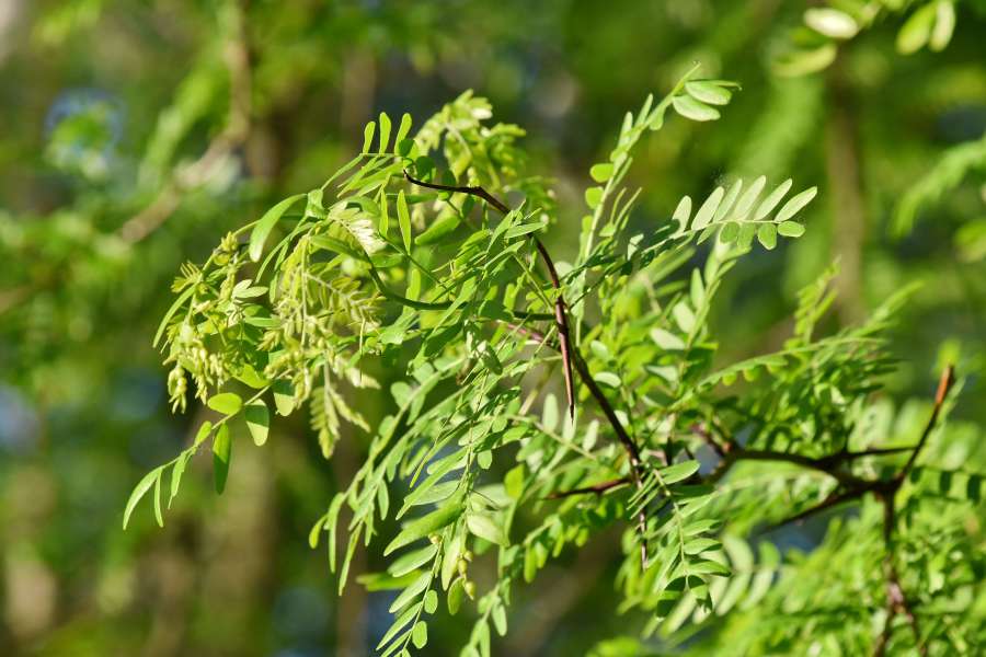 acacia, branches, green leaves, spring time 