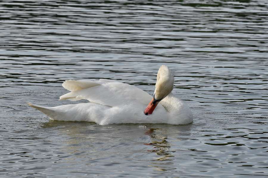 aves aquáticas, água, lago, pássaro, pássaro aquático