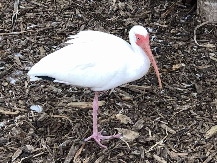 natural habitat, bird, wading bird, white 