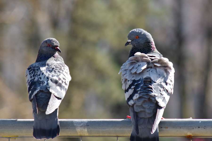 familia de aves, pájaros, valla, paloma, vida silvestre