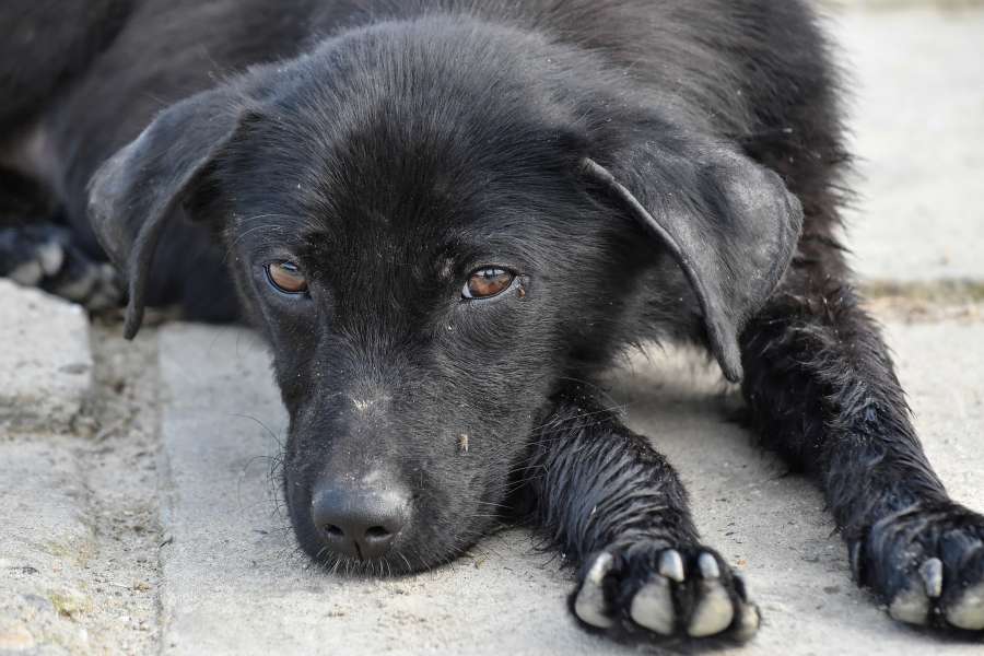 adorable, black, dog, pavement, canine 