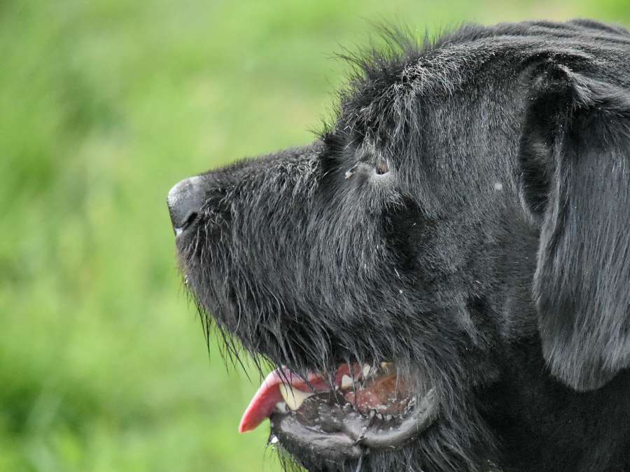 schnauzer, canine, portrait, dog, hunting 