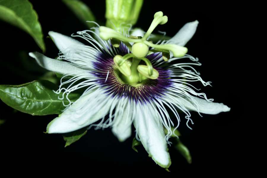 close-up, exotic, petals, pistil, pollen 